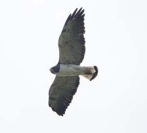hawk